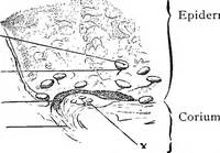 An illustration from Stöhr's histology, arranged upon an embryological basis (1906)