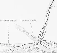 Picture 66 of 277 from Stöhr's histology, arranged upon an embryological basis (1906), leaf 119
