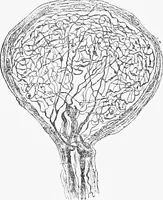 An illustration from Stöhr's histology, arranged upon an embryological basis (1906)