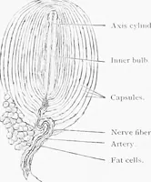 Picture 71 of 277 from Stöhr's histology, arranged upon an embryological basis (1906), leaf 122