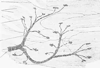 An illustration from Stöhr's histology, arranged upon an embryological basis (1906)
