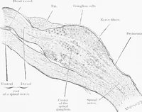 Picture 73 of 277 from Stöhr's histology, arranged upon an embryological basis (1906), leaf 124