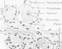 An illustration from Stöhr's histology, arranged upon an embryological basis (1906)