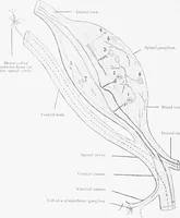An illustration from Stöhr's histology, arranged upon an embryological basis (1906)