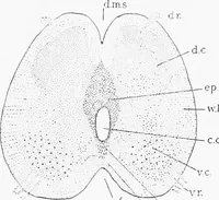An illustration from Stöhr's histology, arranged upon an embryological basis (1906)