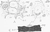 An illustration from Stöhr's histology, arranged upon an embryological basis (1906)