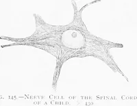 Picture 81 of 277 from Stöhr's histology, arranged upon an embryological basis (1906), leaf 135