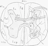 An illustration from Stöhr's histology, arranged upon an embryological basis (1906)