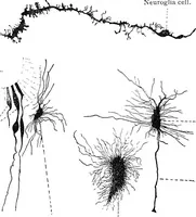 An illustration from Stöhr's histology, arranged upon an embryological basis (1906)