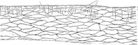 An illustration from Stöhr's histology, arranged upon an embryological basis (1906)