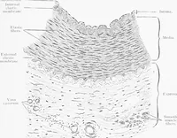 An illustration from Stöhr's histology, arranged upon an embryological basis (1906)
