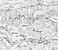An illustration from Stöhr's histology, arranged upon an embryological basis (1906)