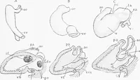 Picture 88 of 277 from Stöhr's histology, arranged upon an embryological basis (1906), leaf 148