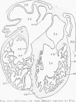 An illustration from Stöhr's histology, arranged upon an embryological basis (1906)