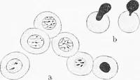 An illustration from Stöhr's histology, arranged upon an embryological basis (1906)