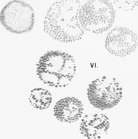 An illustration from Stöhr's histology, arranged upon an embryological basis (1906)