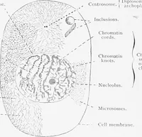 An illustration from Stöhr's histology, arranged upon an embryological basis (1906)