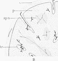 Picture 100 of 277 from Stöhr's histology, arranged upon an embryological basis (1906), leaf 175