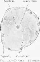 Picture 3 of 277 from Stöhr's histology, arranged upon an embryological basis (1906), leaf 19