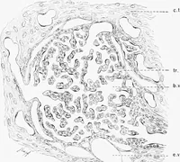 An illustration from Stöhr's histology, arranged upon an embryological basis (1906)