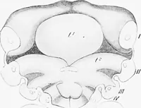 An illustration from Stöhr's histology, arranged upon an embryological basis (1906)