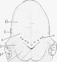 An illustration from Stöhr's histology, arranged upon an embryological basis (1906)