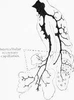 Picture 112 of 277 from Stöhr's histology, arranged upon an embryological basis (1906), leaf 202