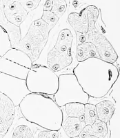 An illustration from Stöhr's histology, arranged upon an embryological basis (1906)