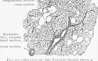 Picture 114 of 277 from Stöhr's histology, arranged upon an embryological basis (1906), leaf 204