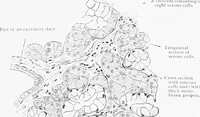 Picture 116 of 277 from Stöhr's histology, arranged upon an embryological basis (1906), leaf 206