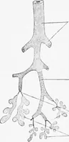 An illustration from Stöhr's histology, arranged upon an embryological basis (1906)