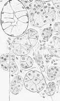 An illustration from Stöhr's histology, arranged upon an embryological basis (1906)