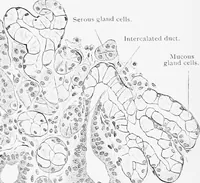 Picture 119 of 277 from Stöhr's histology, arranged upon an embryological basis (1906), leaf 207