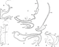 An illustration from Stöhr's histology, arranged upon an embryological basis (1906)