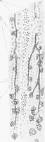 An illustration from Stöhr's histology, arranged upon an embryological basis (1906)
