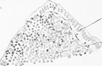 An illustration from Stöhr's histology, arranged upon an embryological basis (1906)