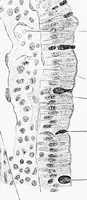 An illustration from Stöhr's histology, arranged upon an embryological basis (1906)