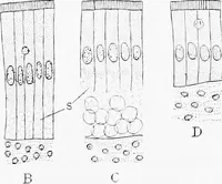An illustration from Stöhr's histology, arranged upon an embryological basis (1906)