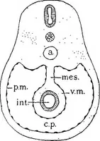 An illustration from Stöhr's histology, arranged upon an embryological basis (1906)