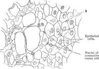 An illustration from Stöhr's histology, arranged upon an embryological basis (1906)