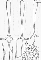 An illustration from Stöhr's histology, arranged upon an embryological basis (1906)