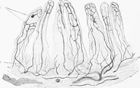 An illustration from Stöhr's histology, arranged upon an embryological basis (1906)