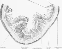 An illustration from Stöhr's histology, arranged upon an embryological basis (1906)