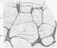 An illustration from Stöhr's histology, arranged upon an embryological basis (1906)