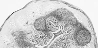Picture 137 of 277 from Stöhr's histology, arranged upon an embryological basis (1906), leaf 230