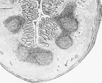 An illustration from Stöhr's histology, arranged upon an embryological basis (1906)