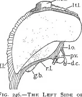 Picture 140 of 277 from Stöhr's histology, arranged upon an embryological basis (1906), leaf 234