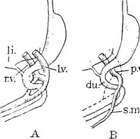 An illustration from Stöhr's histology, arranged upon an embryological basis (1906)
