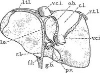 An illustration from Stöhr's histology, arranged upon an embryological basis (1906)