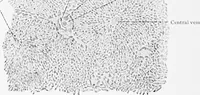 An illustration from Stöhr's histology, arranged upon an embryological basis (1906)